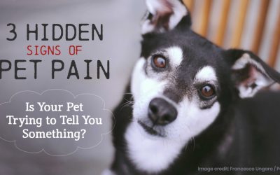 3 Hidden Signs of Pet Pain – Is Your Pet Trying to Tell You Something?
