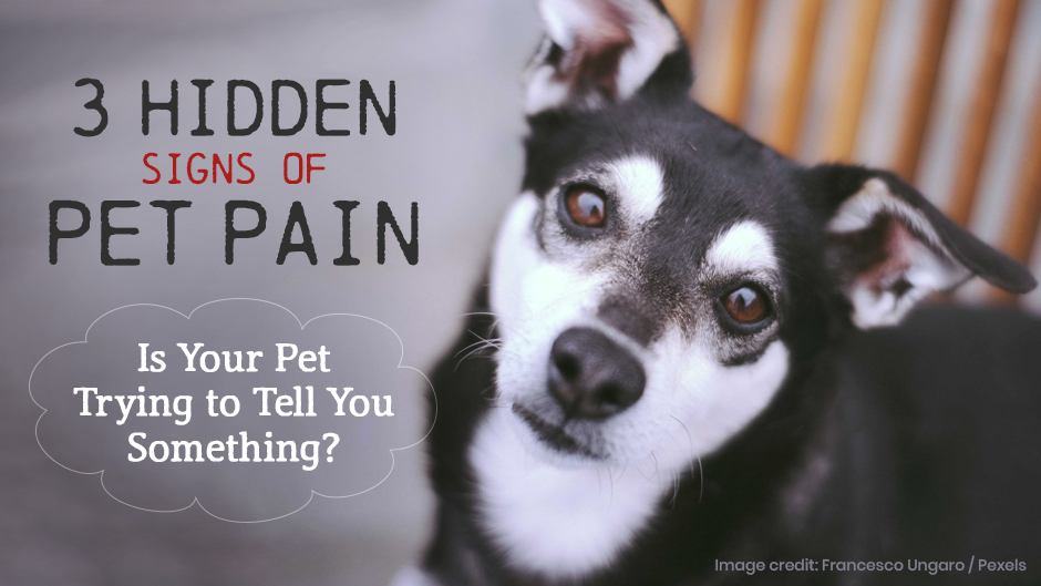 Hidden Signs of Pet Pain