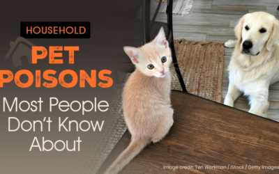 Household Pet Poisons Most People Don’t Know About