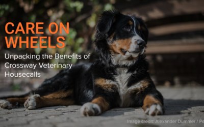 Care on Wheels: Unpacking the Benefits of Crossway Veterinary Housecalls