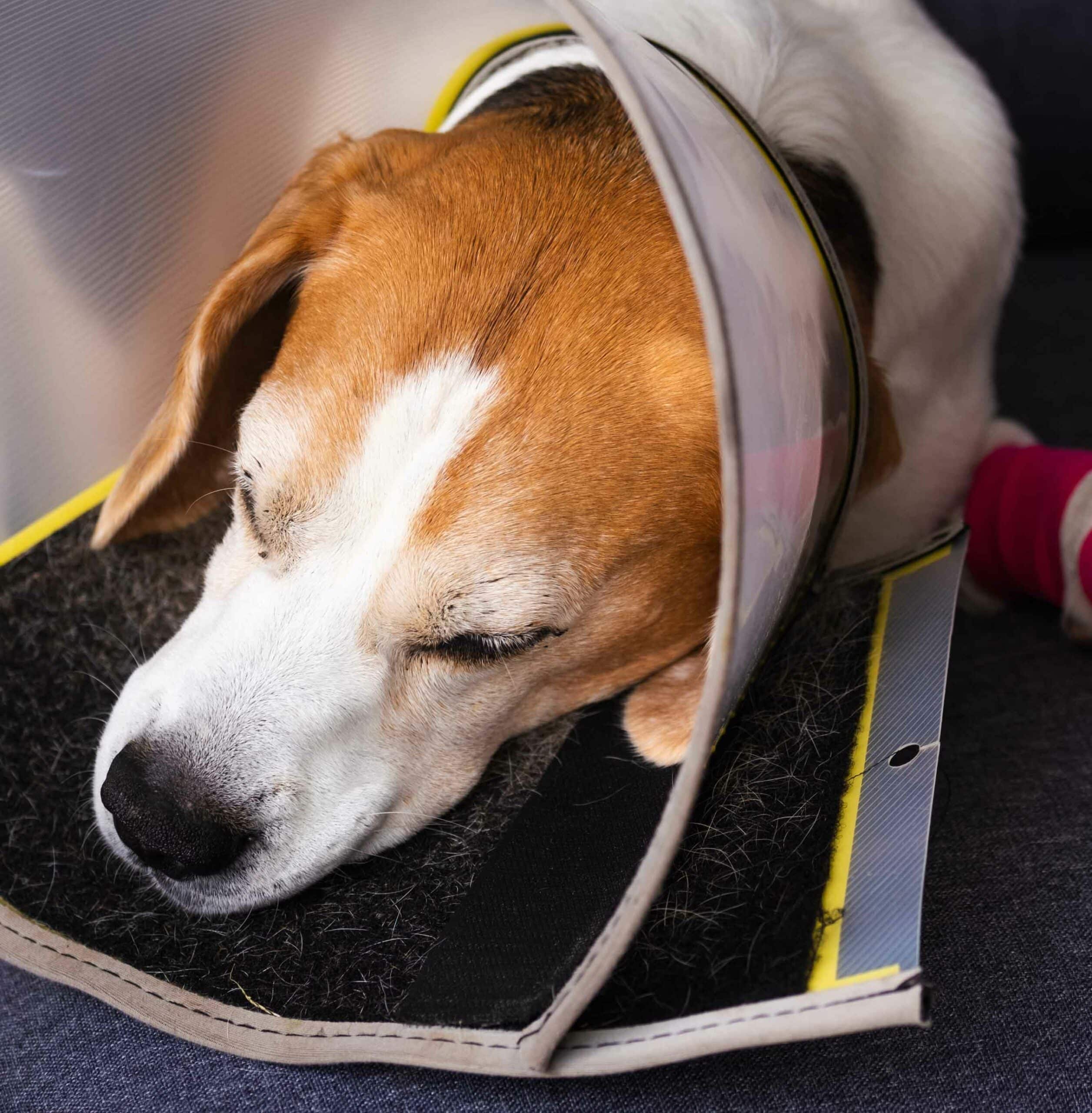 Mobile Pet Surgery