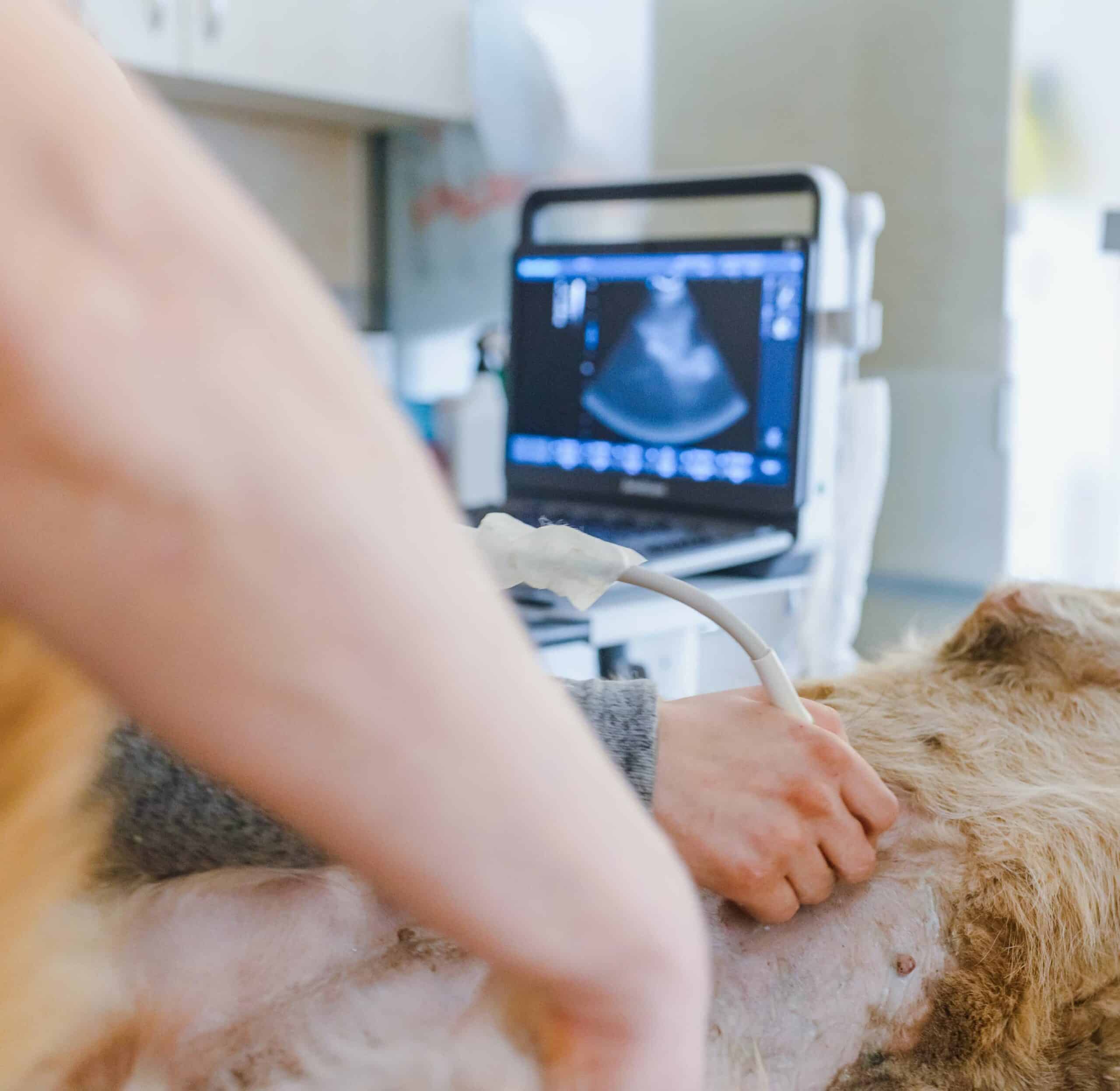 On-Site Veterinary Diagnostics