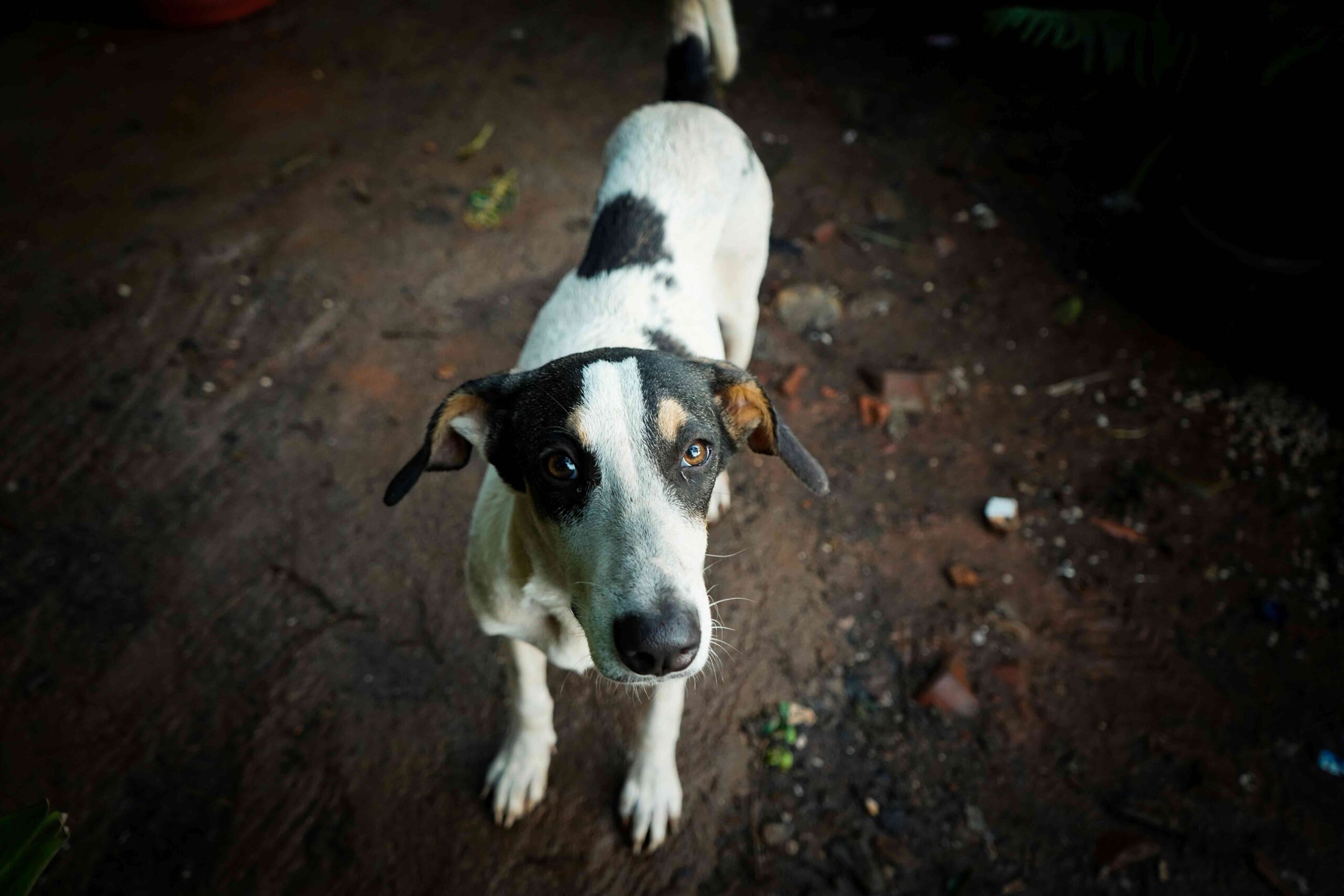 What Is Pet Microchipping and How Does It Work?